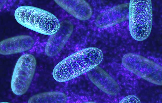 Mitochondria-ss-body | 3 Proven Ways To Reverse Biological Age By Three Years