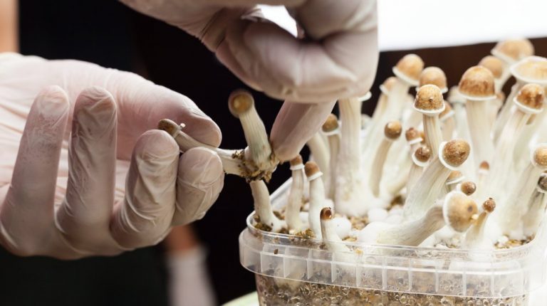 Psylocibin-mushrooms-growing-in-magic-mushroom-bre…ds_The-Rise-Of-Psychedelic-Medicine_ss_feature | The Rise Of Psychedelic Medicine | What We Know So Far