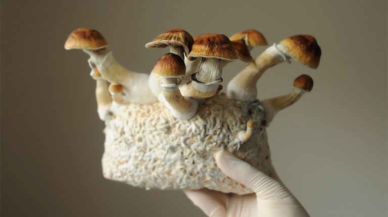 Mycelium-block-of-psilocybin-psychedelic-mushrooms-ss-What-Are-the-Effects-of-Psilocybin-Therapy-for-Depression