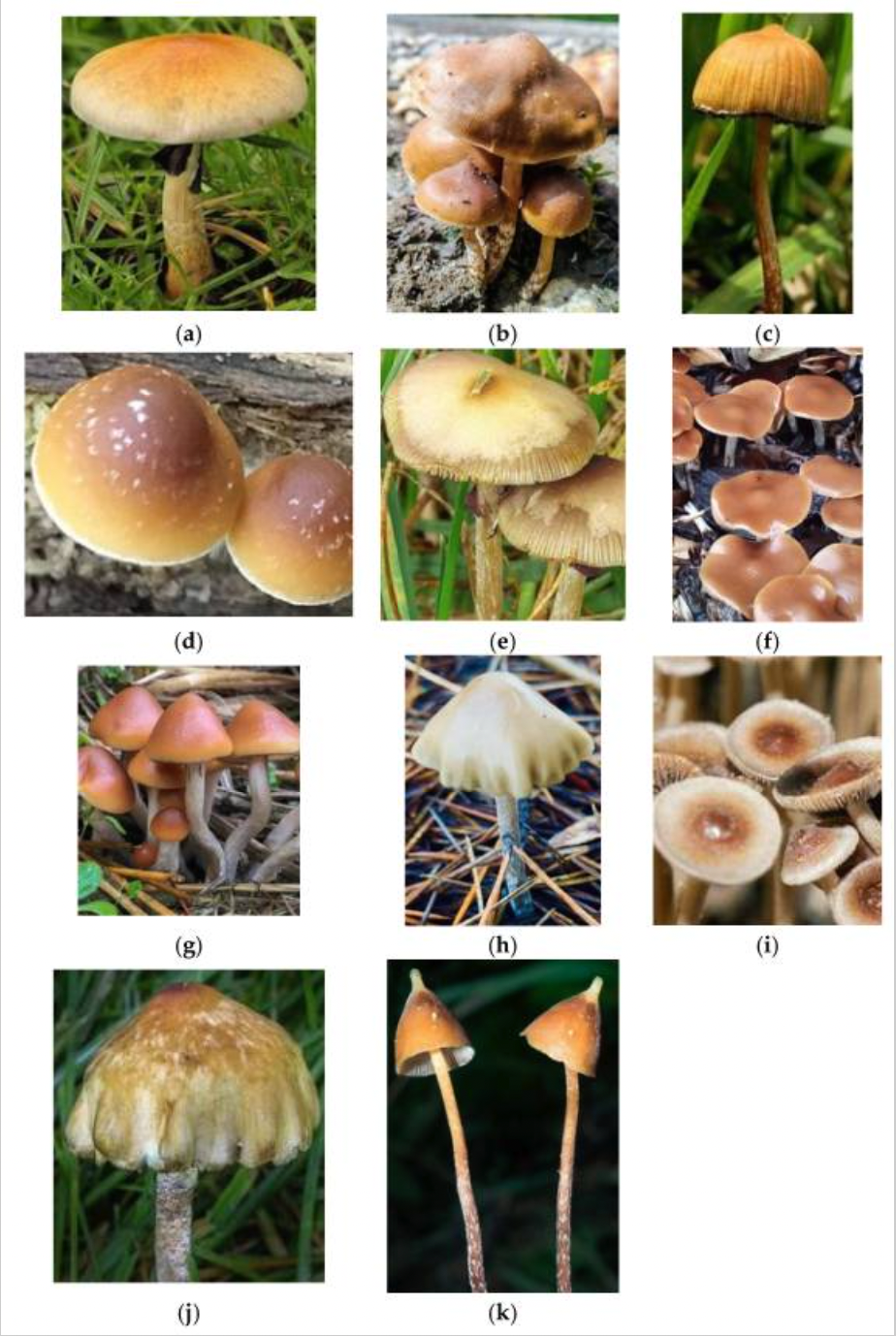 Examples of psilocybin-producing mushrooms