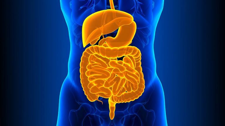 human-digestive-The-Role-of-Intestinal-Permeability-in-Human-Health