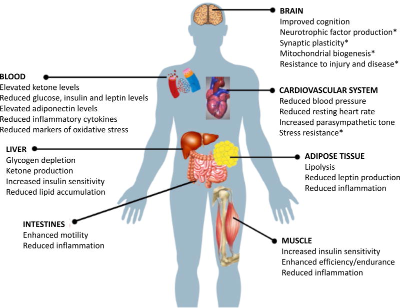 Other functional effects of intermittent fasting on various organ systems. Source: The Obesity Society.