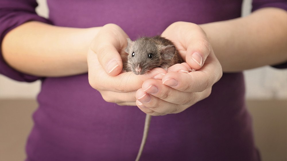 Young-woman-with-cute-funny-rat-closeup-Reverse-Aging-in-Humans-A-Near-Possibility-Following-Successful-Age-Reversal-in-Mice
