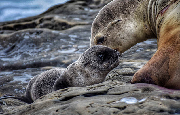 seal-and-baby-seal---What-Are-the-Examples-of-Epigenetic-Inheritance---px-body