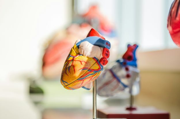 model of a heart heart rate variability metrics