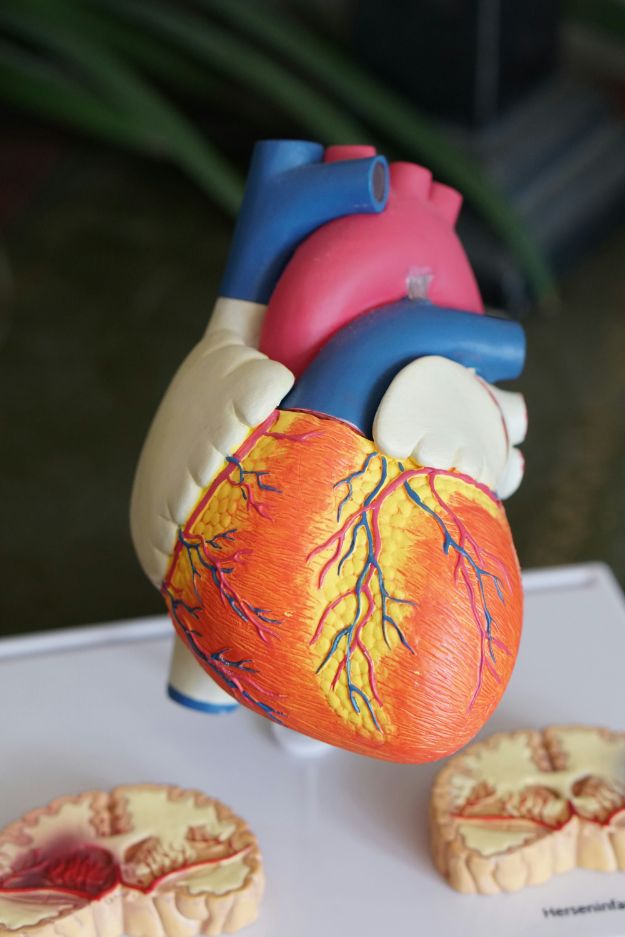 heart model heart rate variability metrics